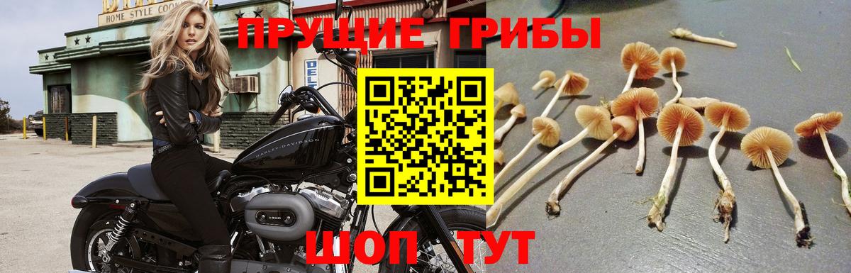 Галлюциногенные грибы прущие грибы  Вход с VPN  Среднеуральск 